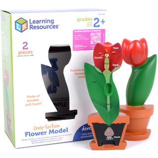 Цветок модель в сечении