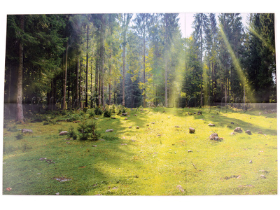 Магнитный плакат Лес без набора карточек (мобильный)