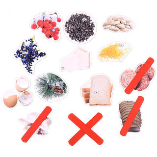 Набор магнитных карточек Что едят птицы зимой? (к плакату Птицы, тема 3)