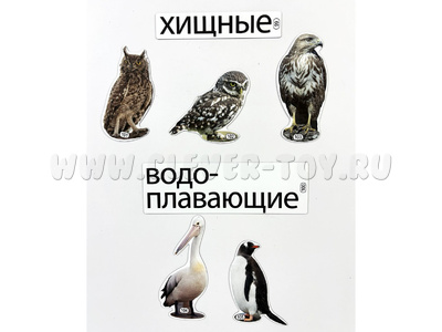 Набор магнитных карточек Какие ещё бывают птицы? (к плакату Птицы, тема 7)