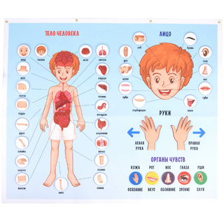 Панно Тело человека (88 элементов)
