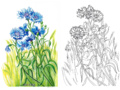 Раскраска Луговые цветы